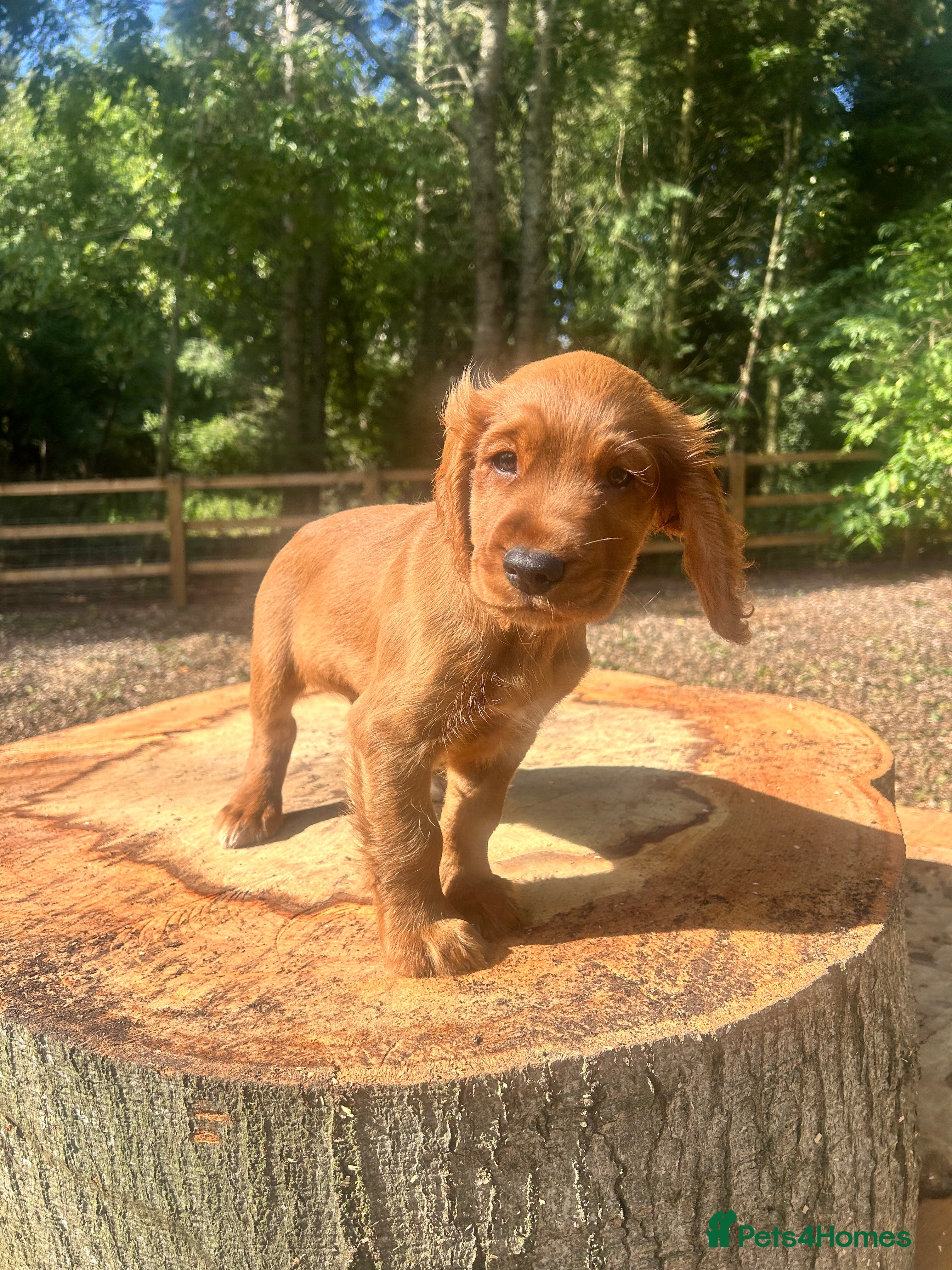 Cocker Spaniel dogs Red Working Cocker Spaniels - Advert 2
