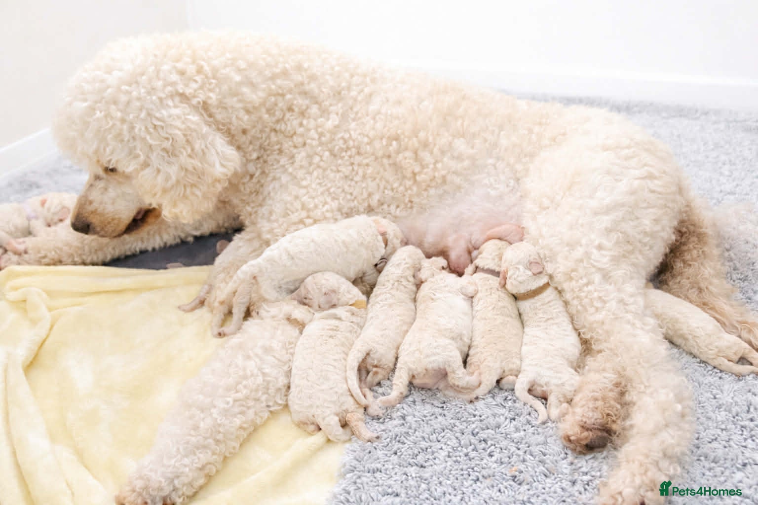 Standard Poodle dogs 💎 Champion Bloodlines Standard Poodle Puppies 🐩 - Advert 2