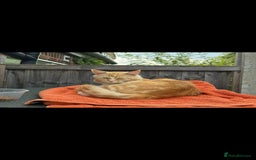 Maine Coon cats for sale: 3 cats looking for a loving home - Image 6