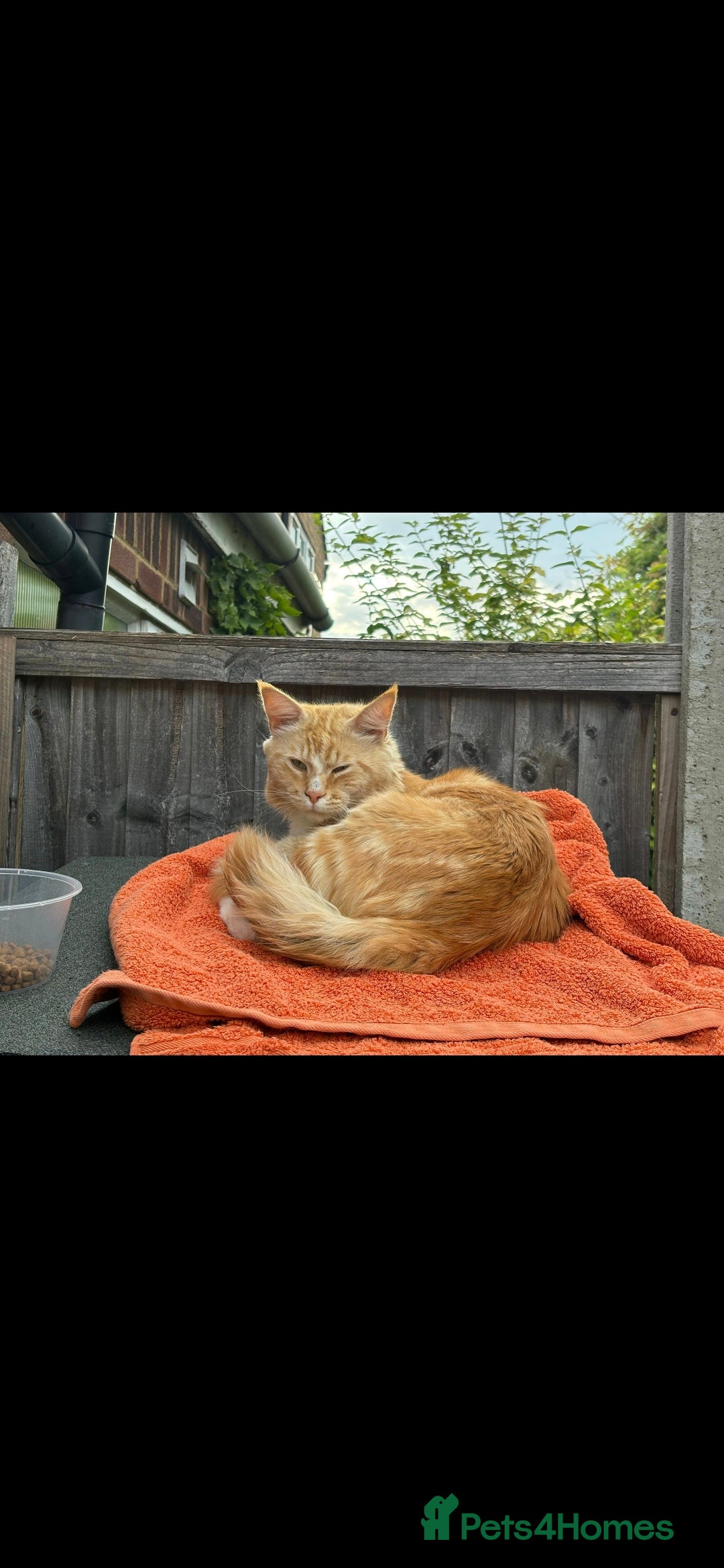 Maine Coon cats for sale: 3 cats looking for a loving home - Image 6