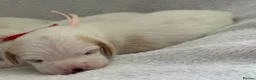 Beagle dogs for sale: Health Tested & Kennel Club Registered Beagle Pups - Advert 9