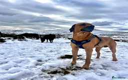 Rhodesian Ridgeback dogs for stud: Rhodesian Ridgeback Stud – Proven & Healthy in Paignton - Image 1