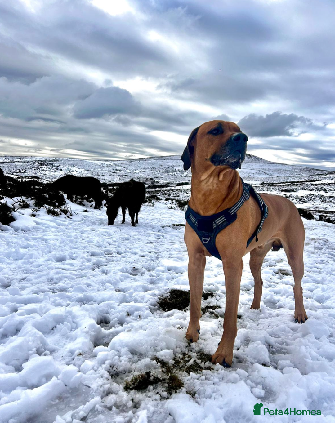 Rhodesian Ridgeback dogs for stud: Rhodesian Ridgeback Stud – Proven & Healthy in Paignton - Image 1