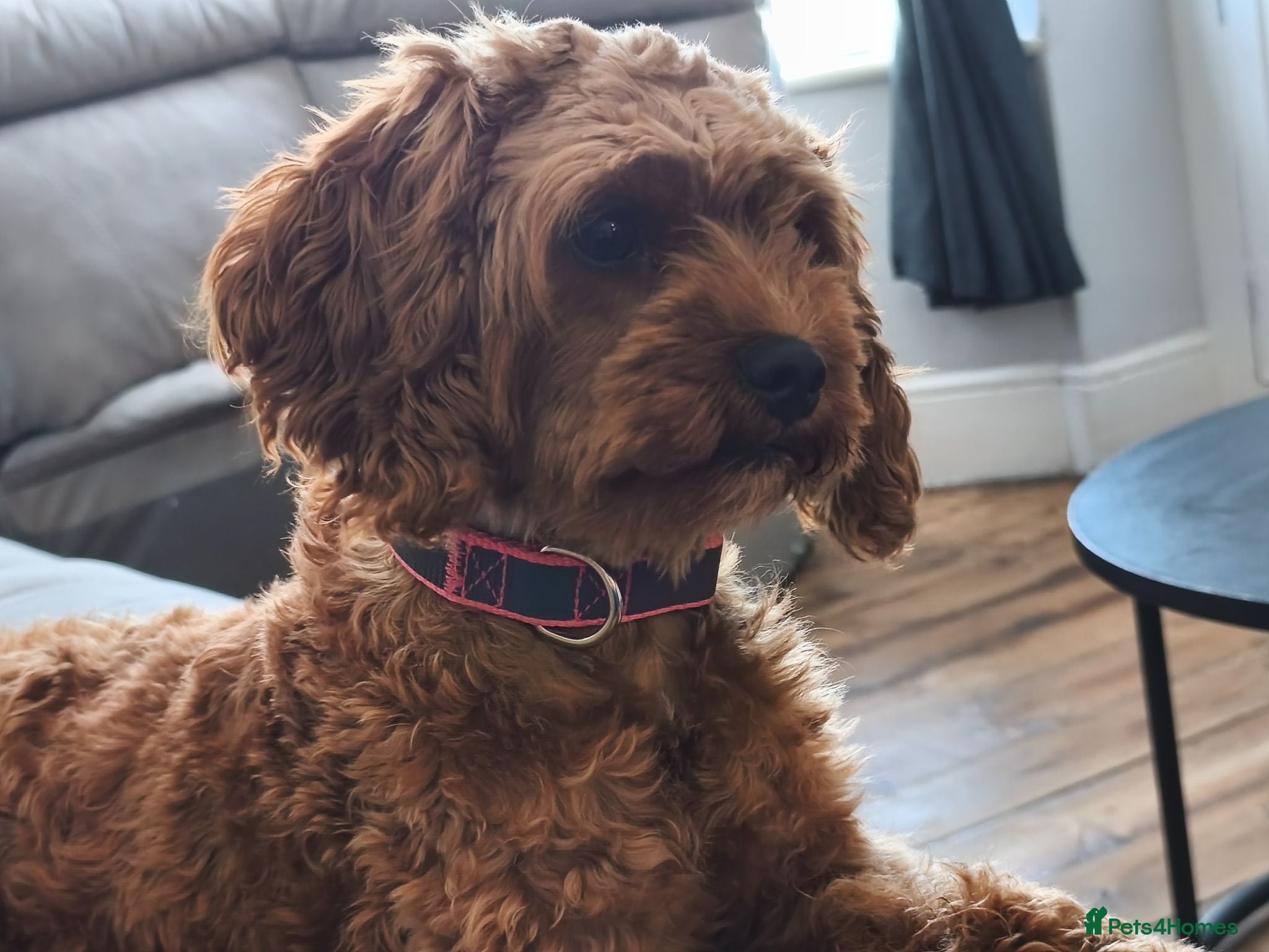 Cavapoo dogs Beautiful Bella Looking for Her Forever Home 💖 - Advert 4