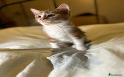 Mixed Breed cats for sale: Gorgeous fluffy kittens  - Advert 15