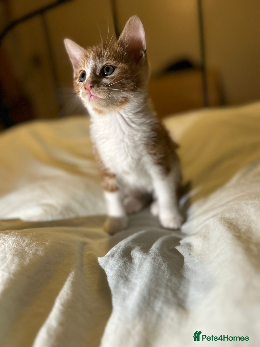 Mixed Breed cats for sale: Gorgeous fluffy kittens  - Advert 15