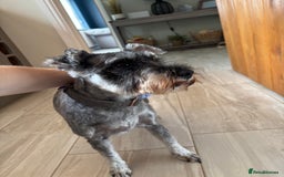 Miniature Schnauzer dogs for sale: KC reg & health tested Mini Schnauzer 🩷 2yrs old - Image 6