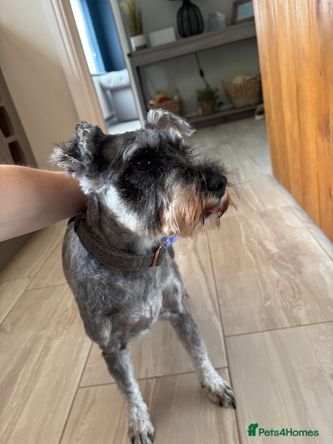 Miniature Schnauzer dogs for sale: KC reg & health tested Mini Schnauzer 🩷 2yrs old - Image 6