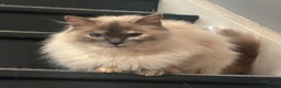 Ragdoll cats for sale: Bella GCCF Active & Luna  - Advert 8