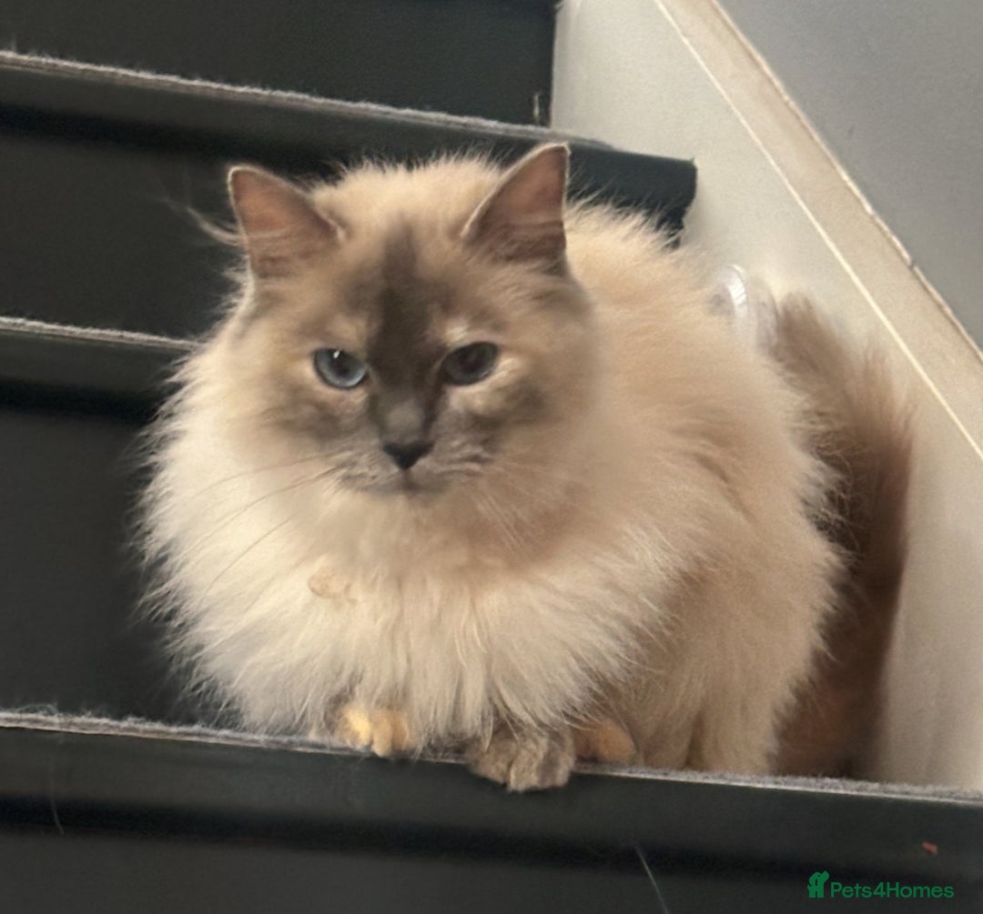 Ragdoll cats for sale: Bella GCCF Active & Luna  - Advert 8