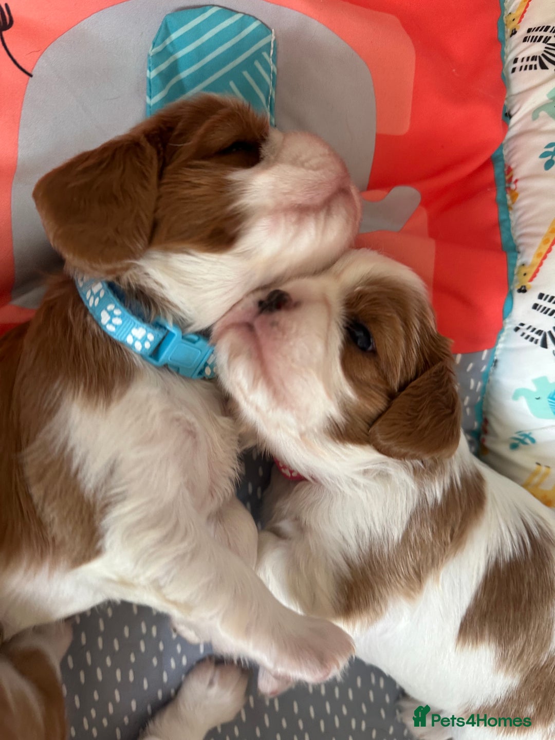 Cavalier King Charles Spaniel dogs for sale: Fully health tested CKCS 🐶💙🐾 - Image 30