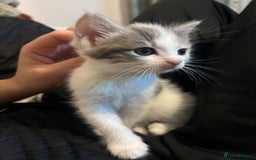 British Shorthair cats for sale: 4 kittens for sale: 3 girls 1 boy mixed coats  - Image 29