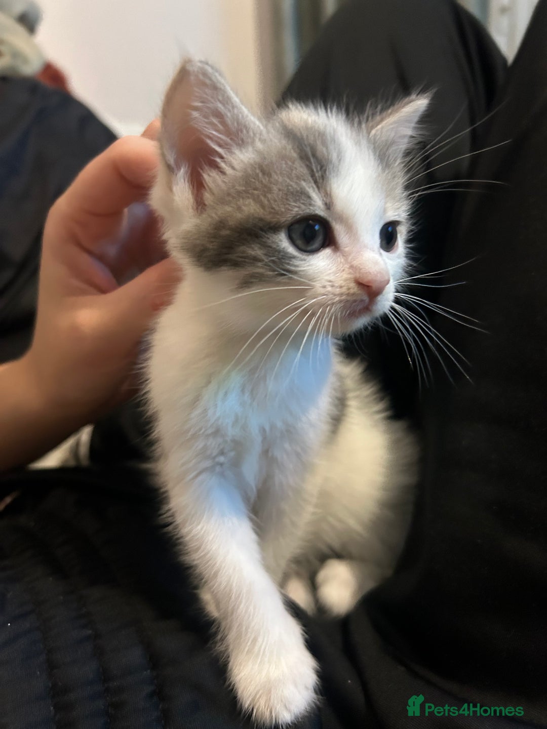 British Shorthair cats for sale: 4 kittens for sale: 3 girls 1 boy mixed coats  - Image 29