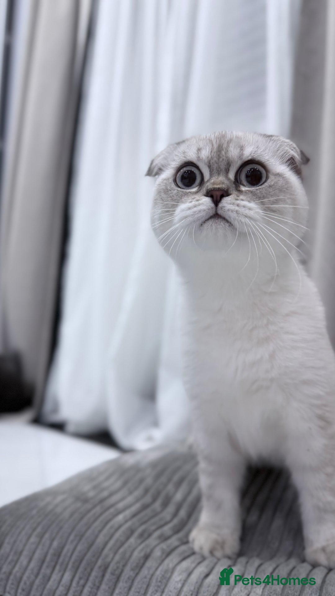 British Shorthair cats for sale: British Shorthair & Scottish Fold - Image 25