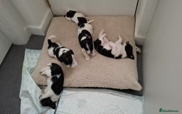 Mixed Breed dogs for sale: Male Lhasa Jack 11 weeks old - Image 5