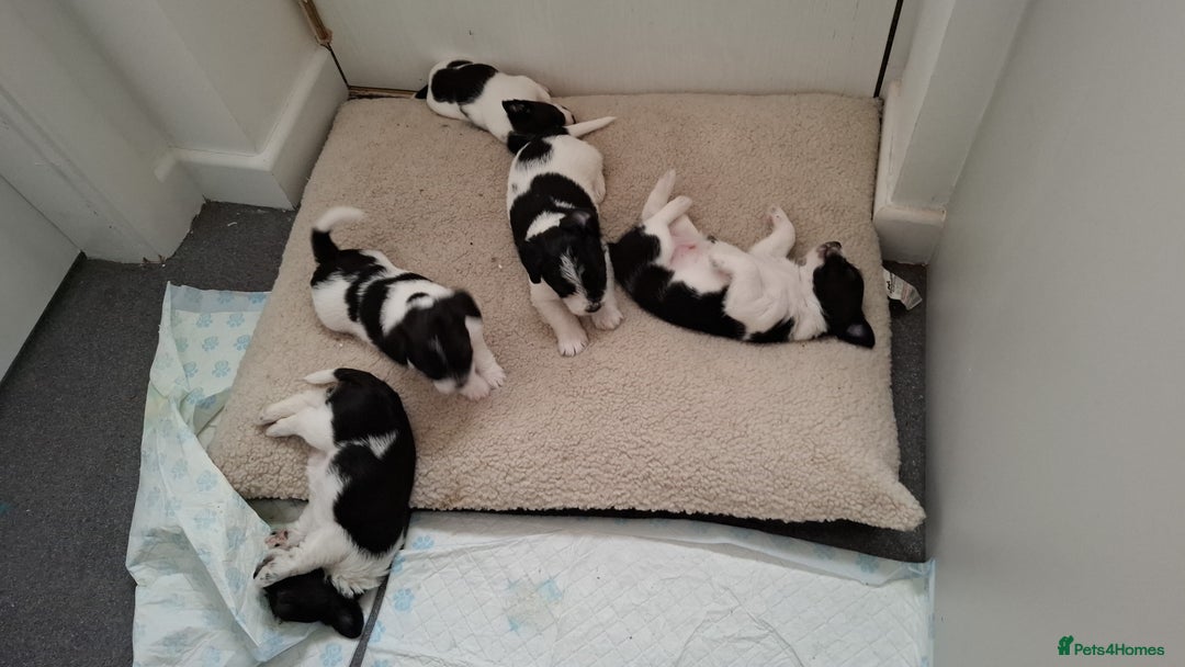 Mixed Breed dogs for sale: Male Lhasa Jack 11 weeks old - Image 5