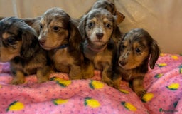 Dachshund dogs for sale: Dachshund long haired miniature - Image 21