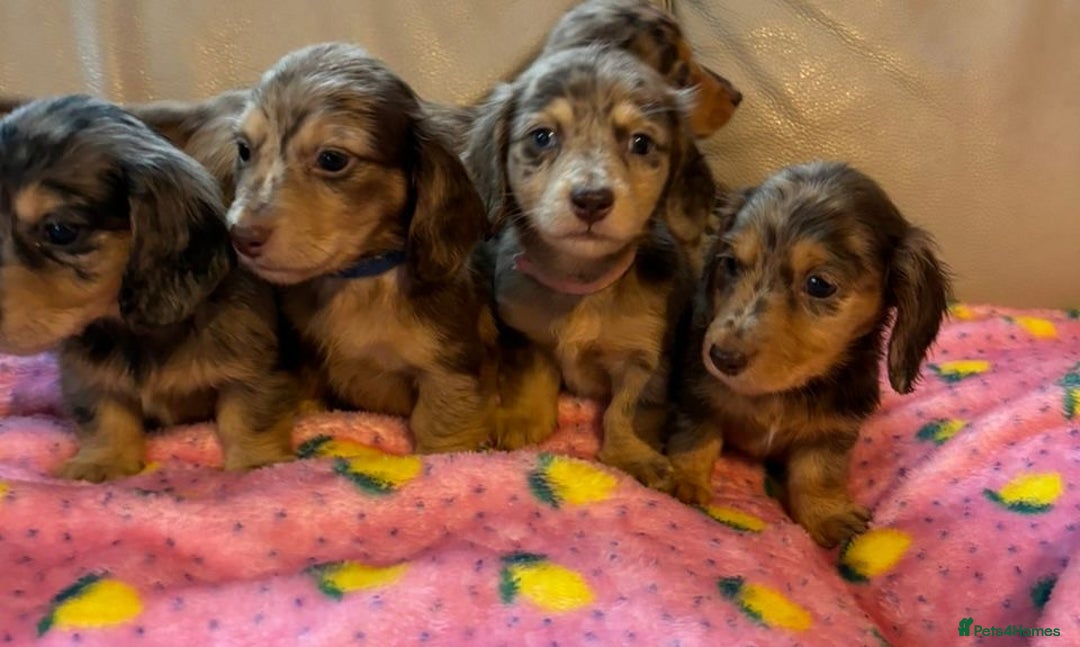 Dachshund dogs for sale: Dachshund long haired miniature - Image 21