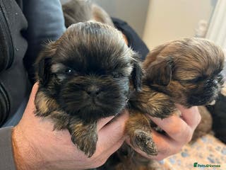 Shih Tzu dogs Shihtzu puppys - Advert 5