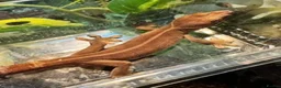 Leopard Gecko reptiles for sale: Available Rescue Looking for Their Forever Homes - Advert 2