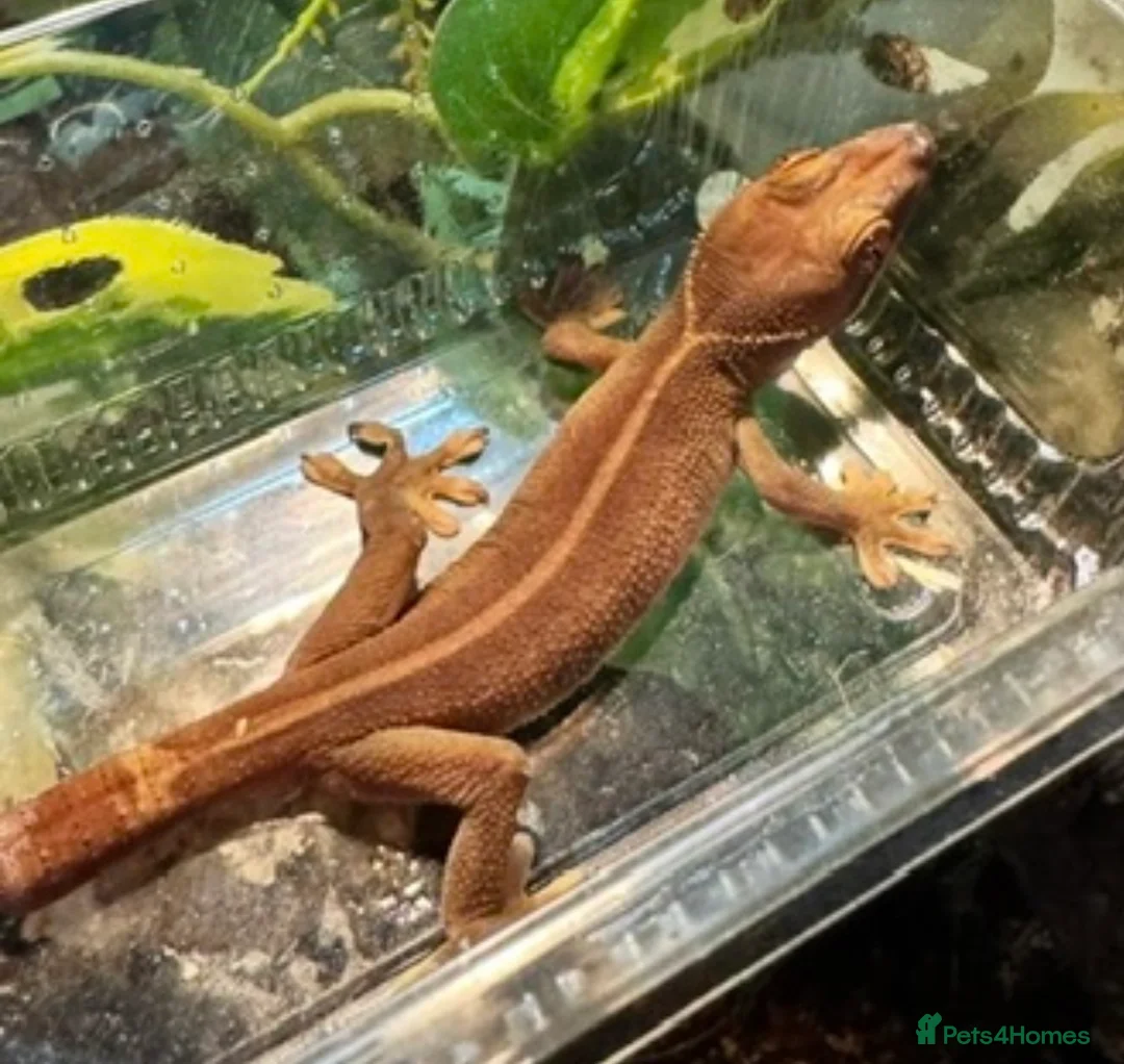 Leopard Gecko reptiles for sale: Available Rescue Looking for Their Forever Homes - Advert 2