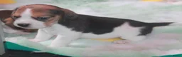 Beagle dogs for sale: READY NOW KENNEL CLUB REG BEAGLE PUPPIES - Advert 11