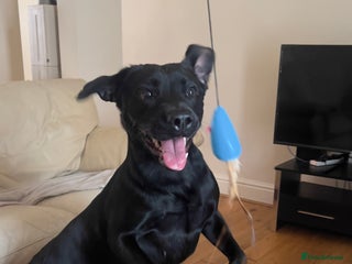 Labrador Retriever dogs Beautiful Labrador - Advert 3