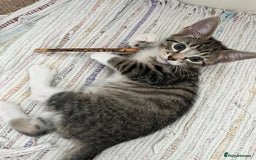 Mixed Breed cats for sale: Adorable kittens ready for loving homes! - Image 9