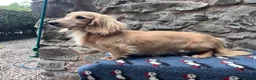 Miniature Dachshund dogs for stud: KC Health Tested Cream Miniature Dachshund Stud  - Advert 3