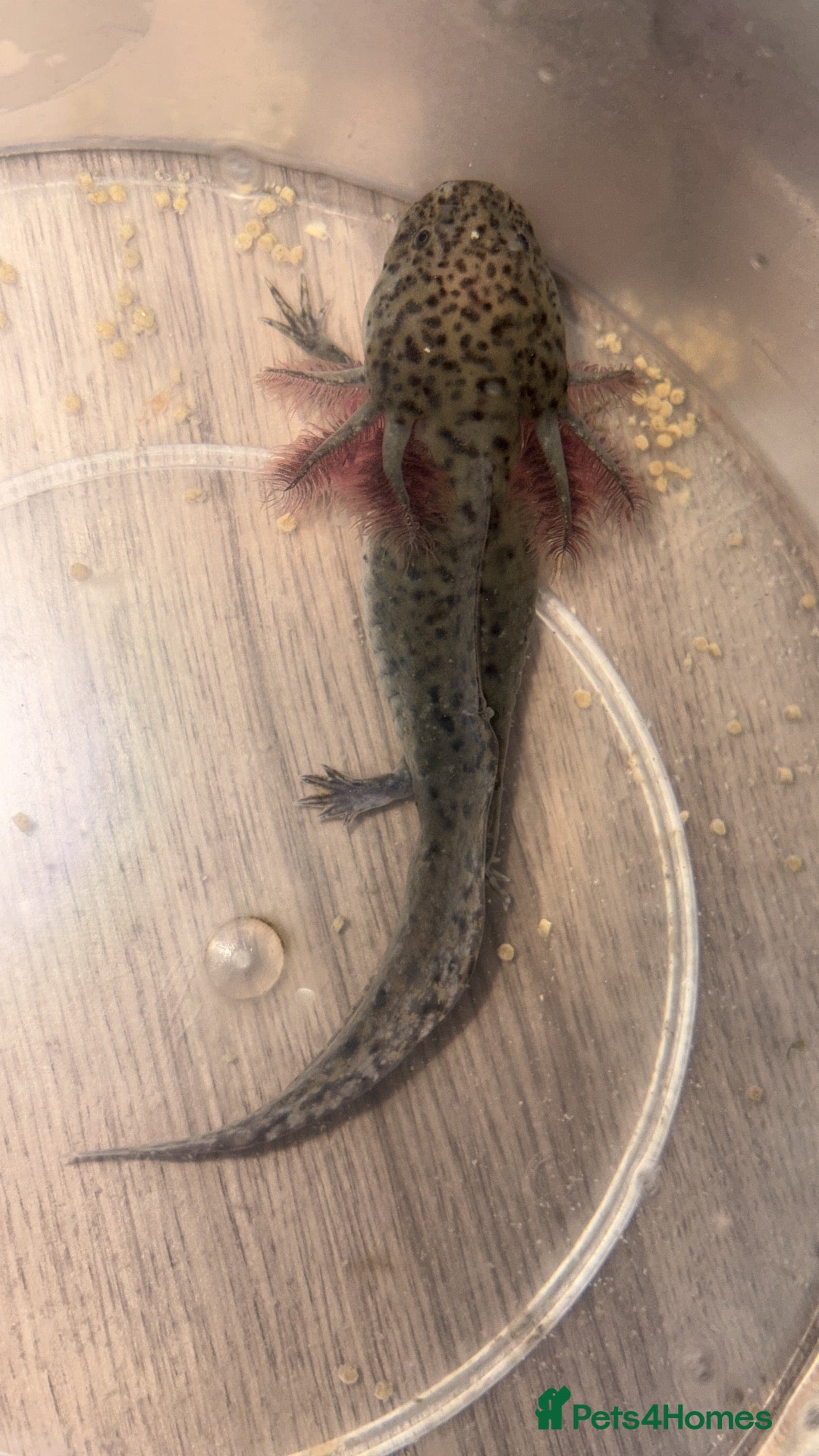 Axolotl reptiles Urgently need a home for baby axolotl. - Advert 13