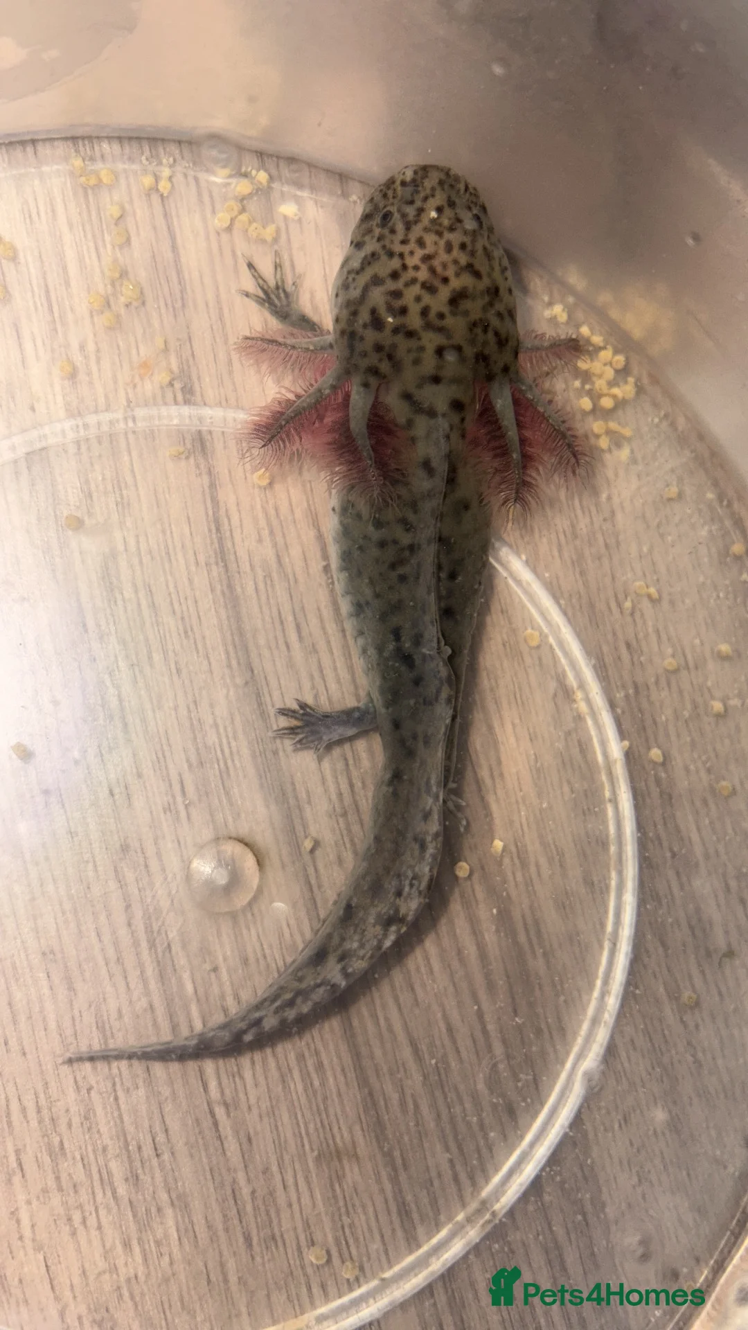 Axolotl reptiles for sale: Urgently need a home for baby axolotl. in Dalkeith - Advert 1