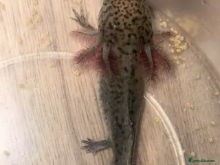 Axolotl reptiles Urgently need a home for baby axolotl. - Advert 13