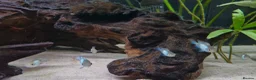 Cichlids fish for sale: Electric Blue Acara for sale - Advert 5