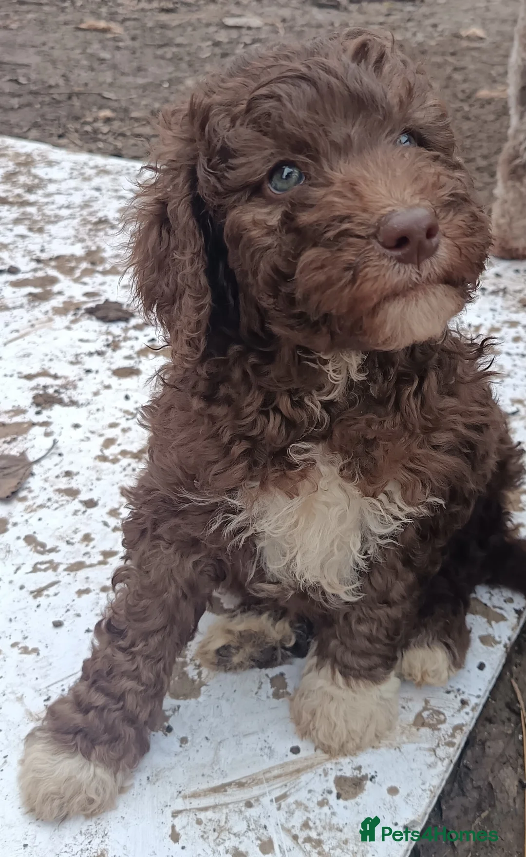 Labradoodle dogs for sale: 🐾🌈 Bred for Potential, Raised for Resilience🐾🌈 - Advert 13