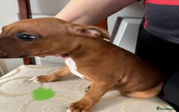 Staffordshire Bull Terrier dogs for sale: Staffordshire Bull Terrier Puppies - Image 12