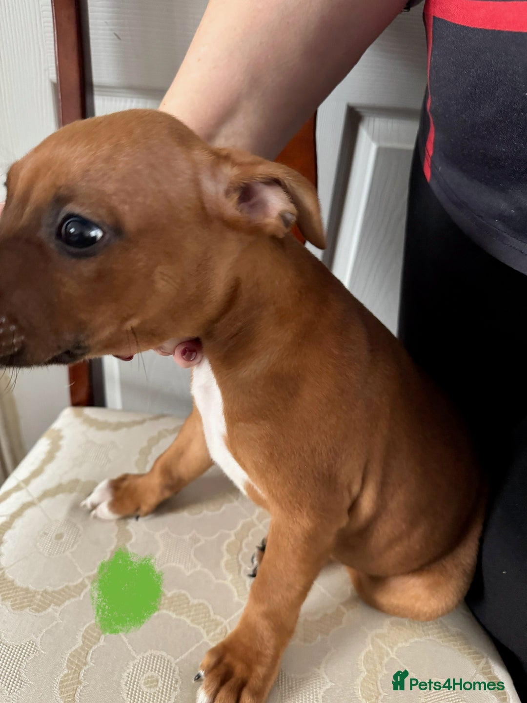 Staffordshire Bull Terrier dogs for sale: Staffordshire Bull Terrier Puppies - Image 12