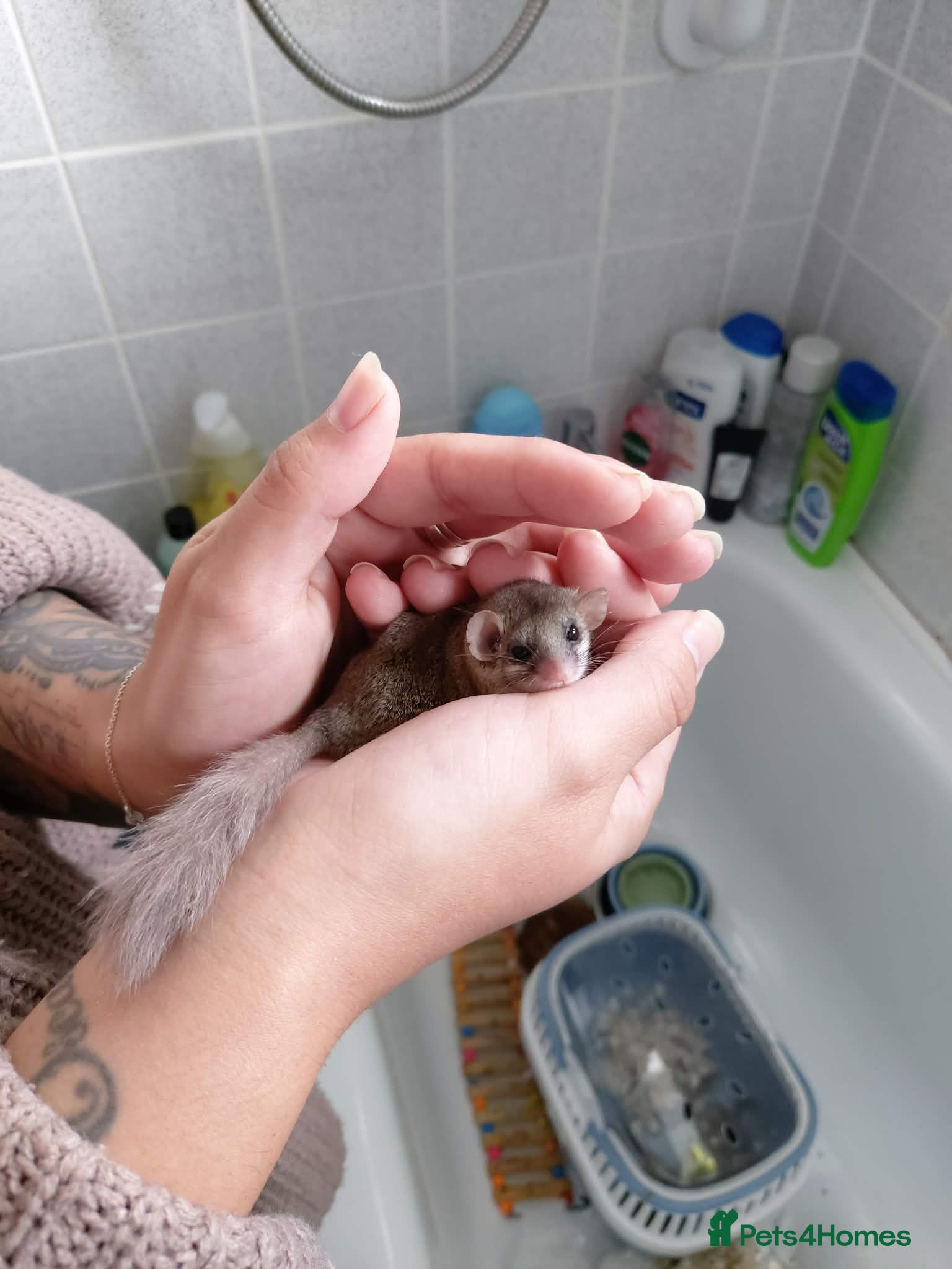 Mouse rodents African pygmy doormice (micro squirrels) - Advert 2