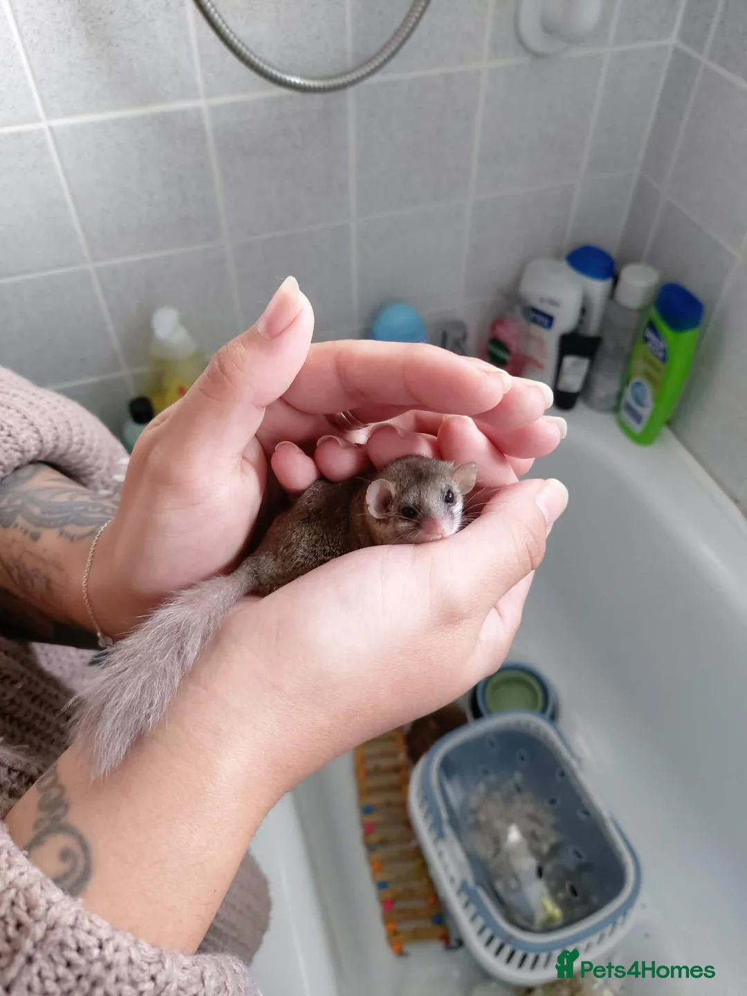 Mouse rodents for sale: African pygmy doormice (micro squirrels) - Advert 1