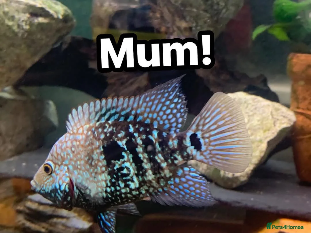 Cichlids fish for sale: Texas cichlids  in Pevensey - Advert 2