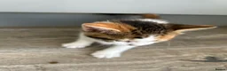 Mixed Breed cats for sale: 3 Adorable Kittens - Advert 3