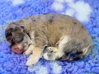 Schnoodle dogs Beautiful Schnoodle Puppies 🐾🐾🐾 - Advert 7