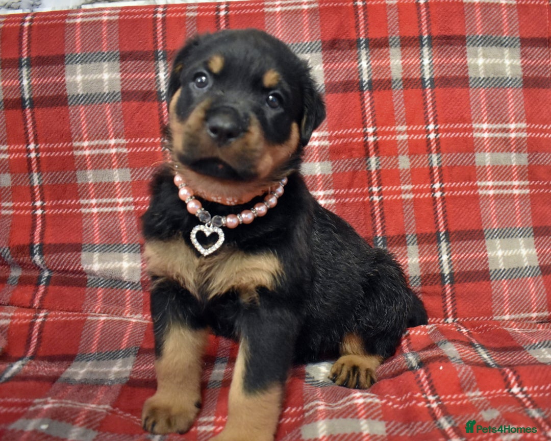 Rottweiler dogs for sale: KC chunky rottweiler puppies - Advert 2