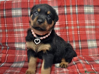 Rottweiler dogs KC chunky rottweiler puppies - Advert 3