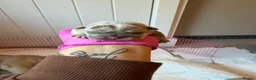 French Bulldog dogs for sale: Quality French bulldogs - Advert 3