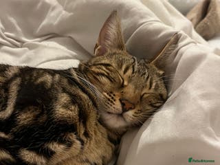 Bengal cats Molly - Advert 8