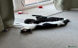 Domestic Shorthair cats for sale: Two adorable brothers looking for a loving home - Image 6