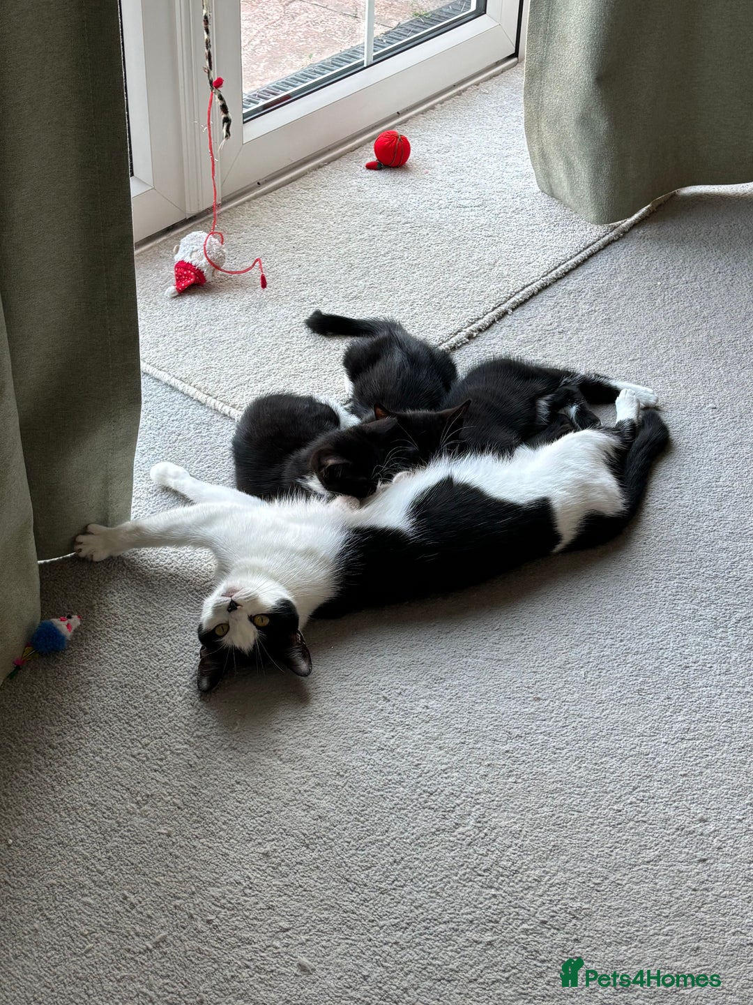 Domestic Shorthair cats for sale: Two adorable brothers looking for a loving home - Image 6