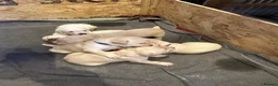 Labrador Retriever dogs for sale: Labrador retriever puppies.  - Advert 4