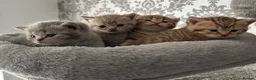British Shorthair cats for sale: Gorgeous British shorthair kittens  - Advert 4