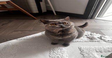 British Shorthair cats - Advert 3